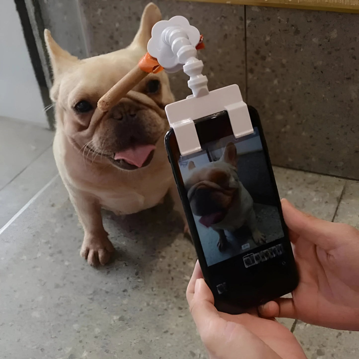 PawSnap - Perfekte Haustier-Selfies
