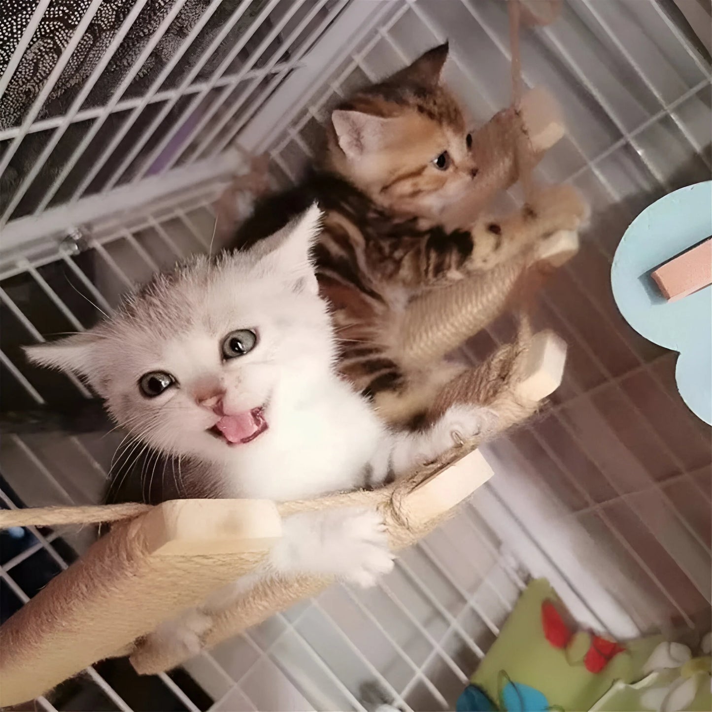 PurrBridge – Stabile Sisal-Hängebrücke