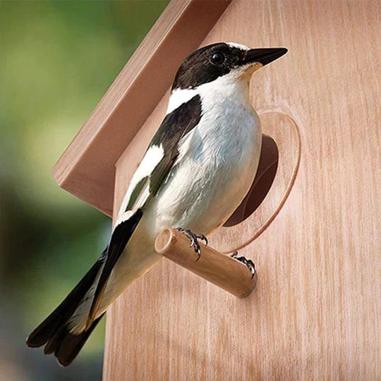 FensterNest - Transparentes Vogelhaus