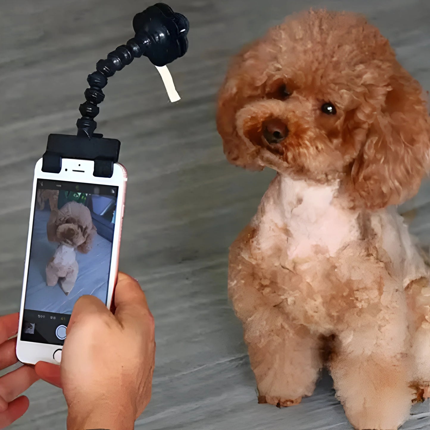 PawSnap - Perfekte Haustier-Selfies