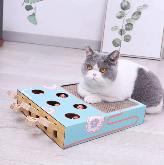 3-in-1 Katzen Box Spiel