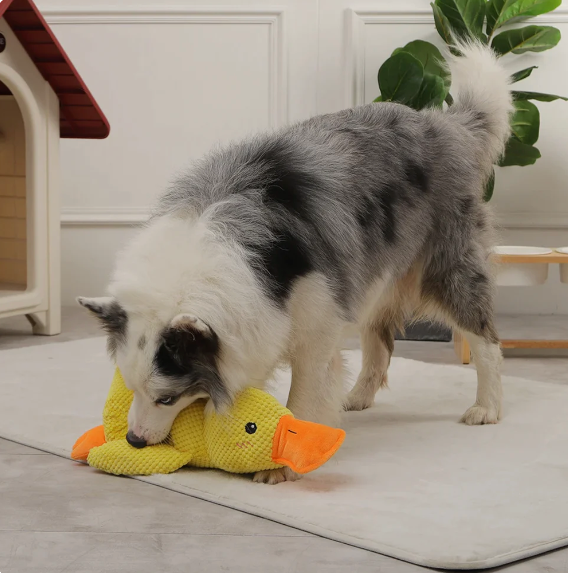 Quack-Quack Hunde Entenspiel