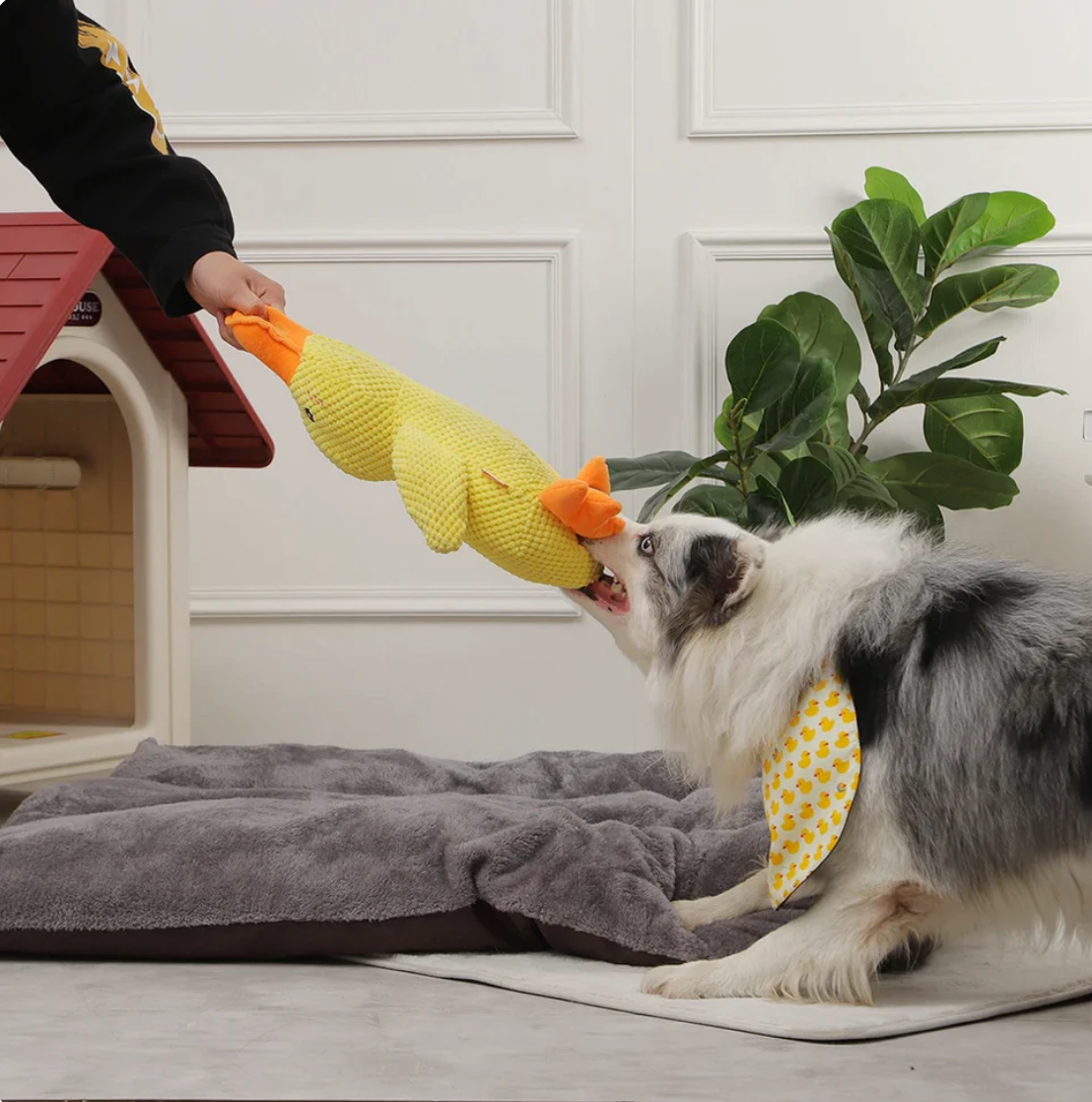 Quack-Quack Hunde Entenspiel