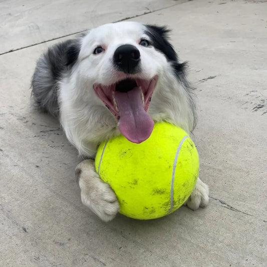 BellaPro - Monster Tennis Ball