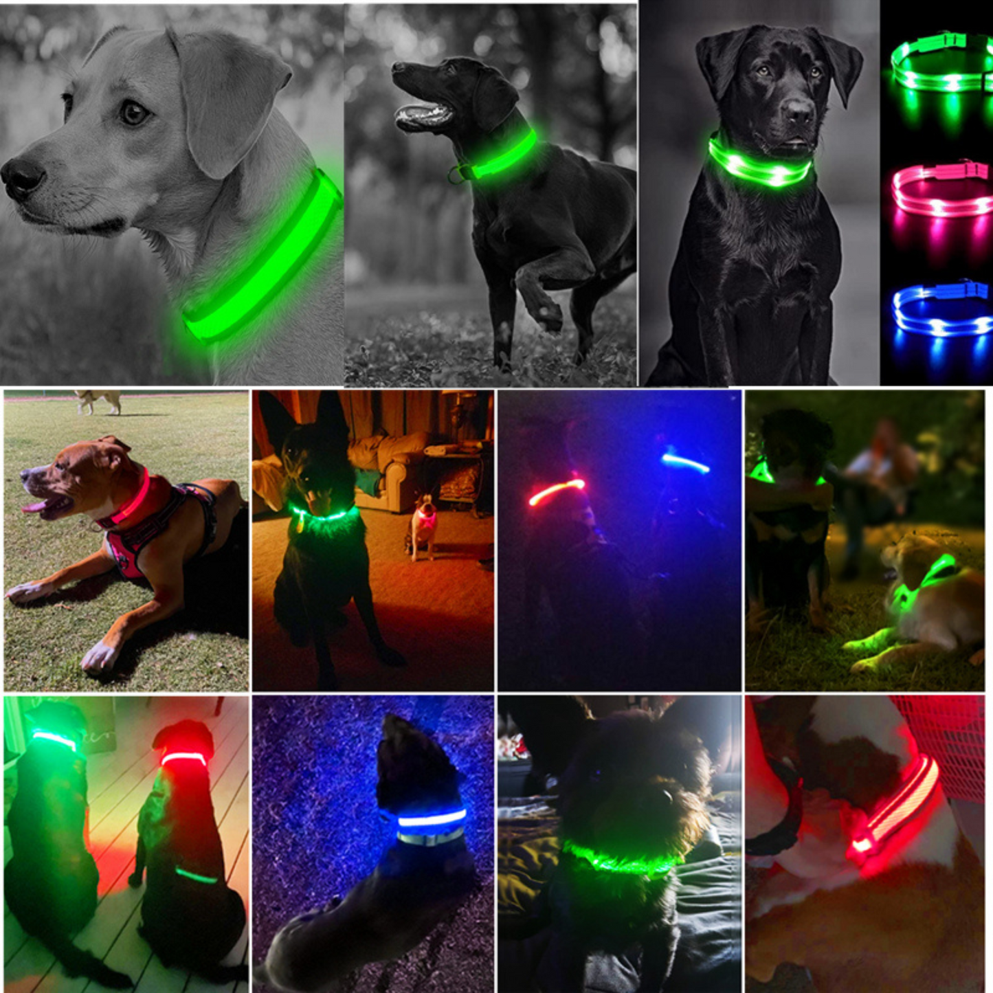 Sicheres LED-Hundehalsband