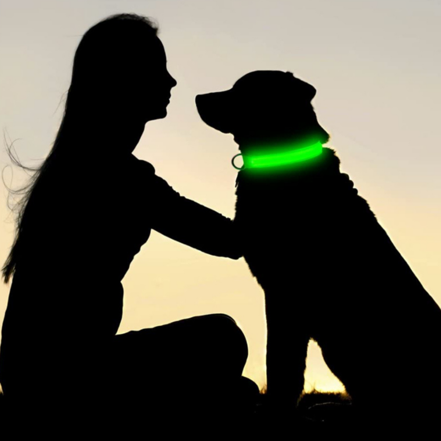 Sicheres LED-Hundehalsband