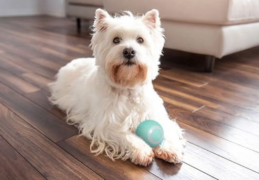 DogRoll - Interaktiver Hundespielzeugball